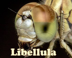 occhi libellula